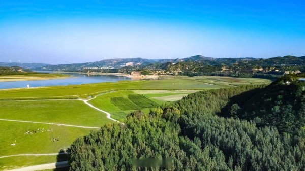 盛鹏优配 河南版“风吹草低见牛羊”：三门峡库区惊现数十里天然草原
