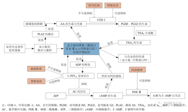 天盈资本 临床必备：12类抗血小板药物应用要点+14种场景用药方案汇总